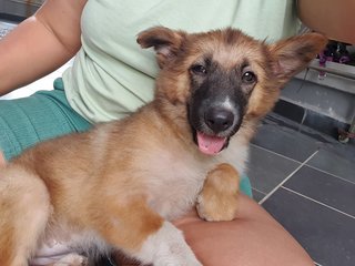 Fluffy Ball - Mixed Breed Dog