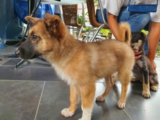 Fluffy Ball - Mixed Breed Dog
