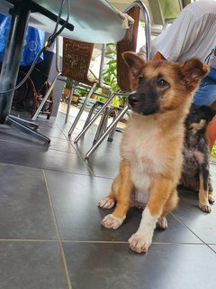 Fluffy Ball - Mixed Breed Dog