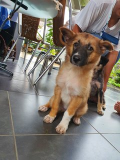 Fluffy Ball - Mixed Breed Dog