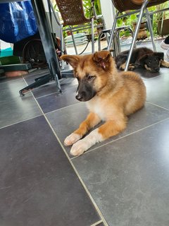 Fluffy Ball - Mixed Breed Dog