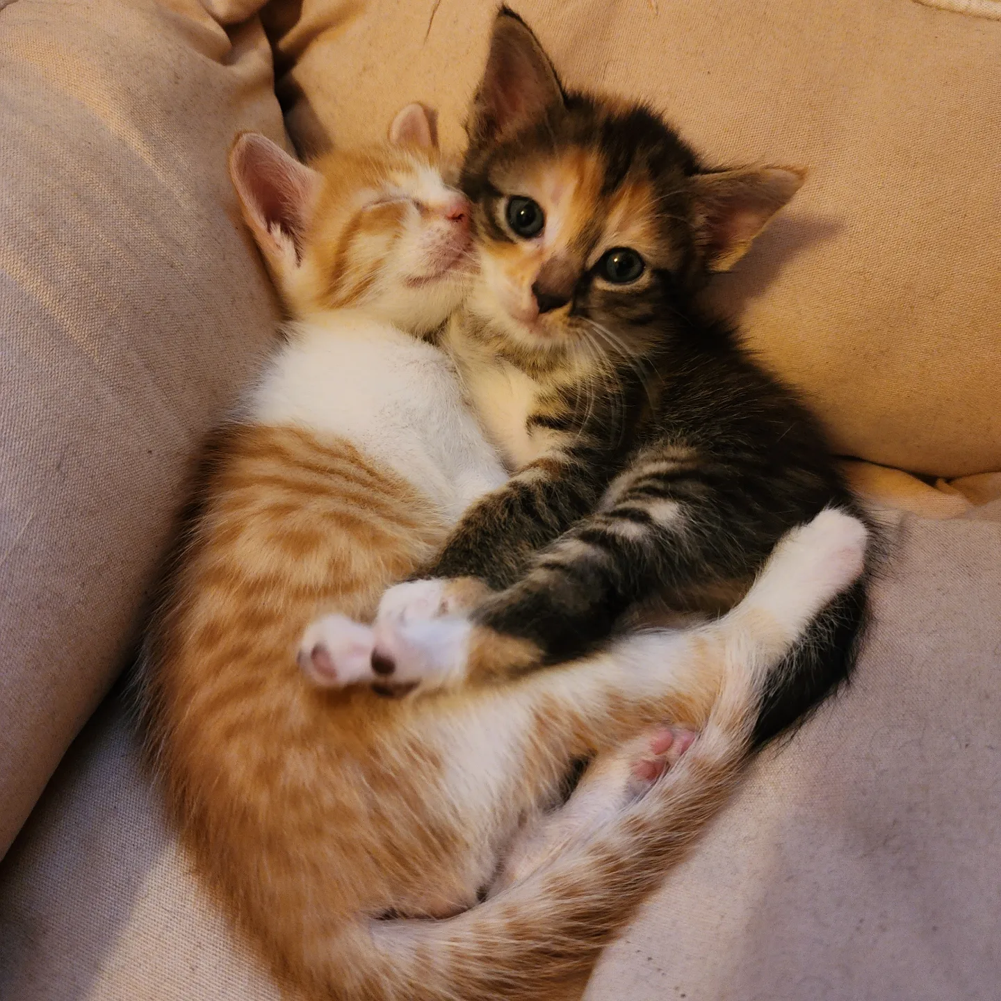 Mittens And Max - Domestic Short Hair Cat