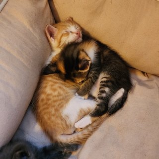 Mittens And Max - Domestic Short Hair Cat