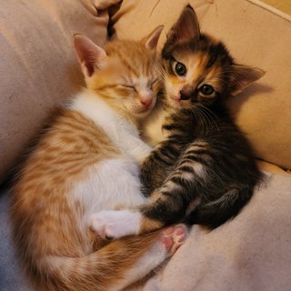 Mittens And Max - Domestic Short Hair Cat