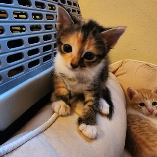 Mittens And Max - Domestic Short Hair Cat