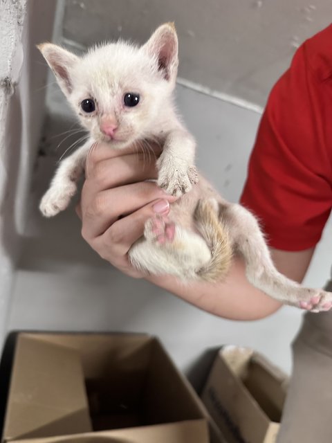 White 4 Orange 1 - Domestic Short Hair Cat