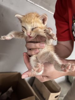 White 4 Orange 1 - Domestic Short Hair Cat