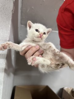 White 4 Orange 1 - Domestic Short Hair Cat