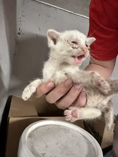 White 4 Orange 1 - Domestic Short Hair Cat