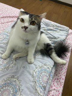 Lilo - Domestic Long Hair Cat