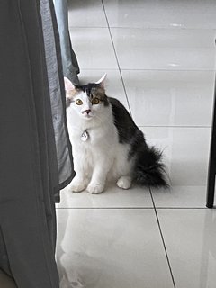 Lilo - Domestic Long Hair Cat