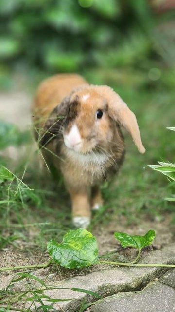 Loki - Holland Lop Rabbit