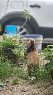 Loki - Holland Lop Rabbit