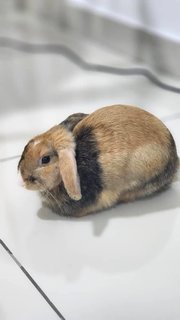 Loki - Holland Lop Rabbit