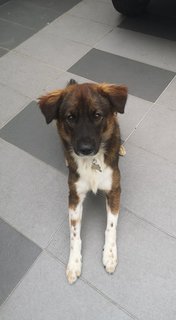 Ollie  - Mixed Breed Dog