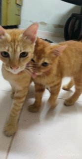 Pong Pong 怦怦 (Bahau Adoption) - Domestic Short Hair + Domestic Medium Hair Cat