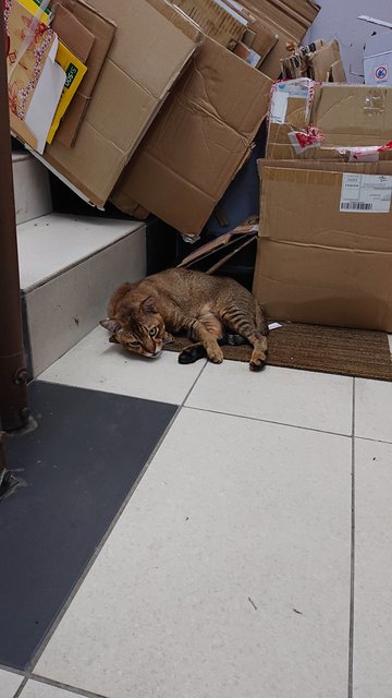 Cat Found At Puchong Jalan Bpu 6 - Domestic Short Hair Cat