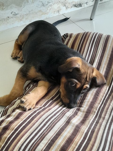 Hero Mongrel Pup - Mixed Breed Dog