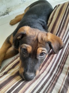 Hero Mongrel Pup - Mixed Breed Dog