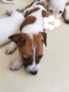 M1, M2, F1, F2 - Mixed Breed Dog