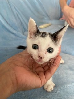 Poochi - Domestic Long Hair Cat