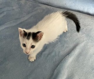 Poochi - Domestic Long Hair Cat