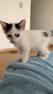 Mickey - Domestic Long Hair Cat