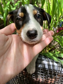 Chimi - Mixed Breed Dog