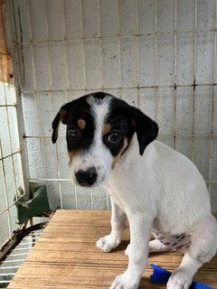 Chimi - Mixed Breed Dog