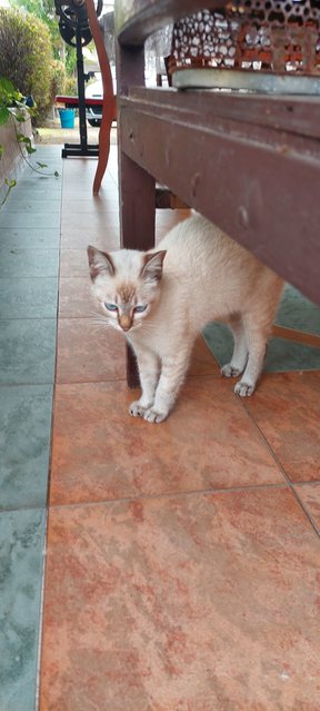 Luna - Siamese + Domestic Short Hair Cat