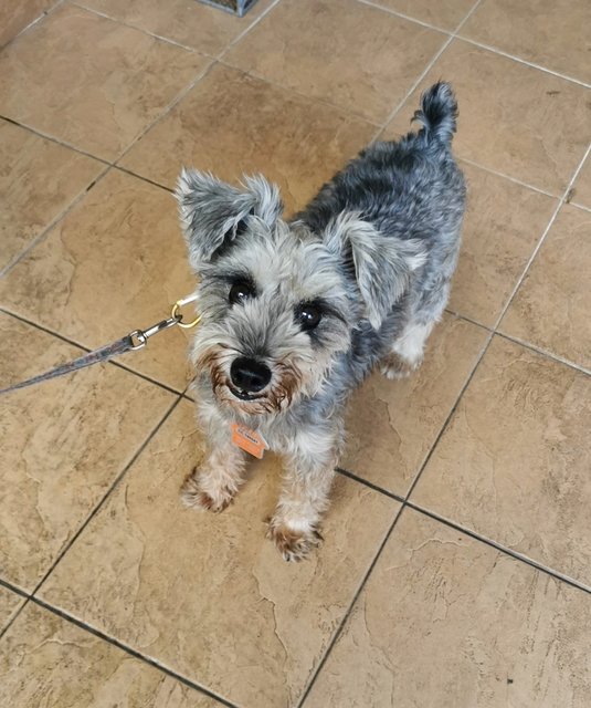 Sammy - Schnauzer Dog