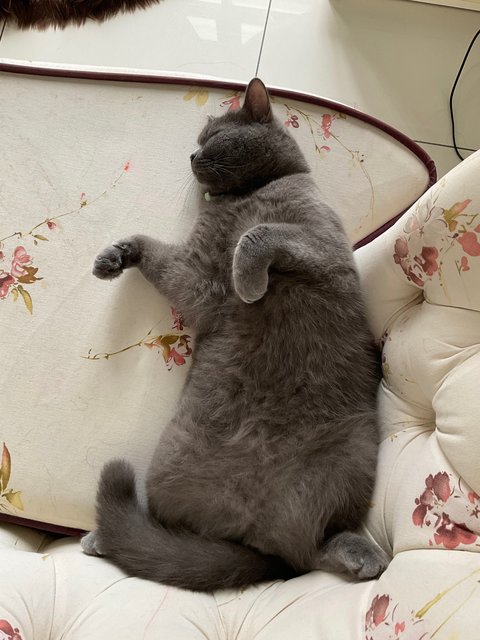 Smokey - British Shorthair Cat