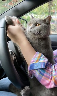 Smokey - British Shorthair Cat