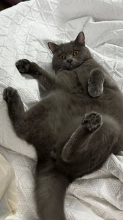 Smokey - British Shorthair Cat