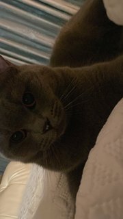 Smokey - British Shorthair Cat