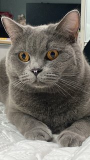 Smokey - British Shorthair Cat