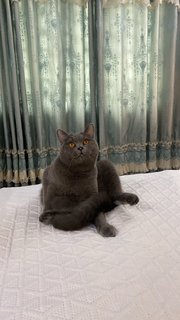 Smokey - British Shorthair Cat