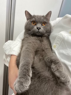 Smokey - British Shorthair Cat