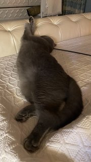 Smokey - British Shorthair Cat