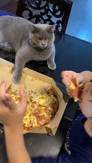 Smokey - British Shorthair Cat