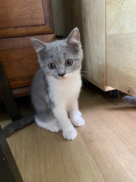 British Short Hair - British Shorthair Cat