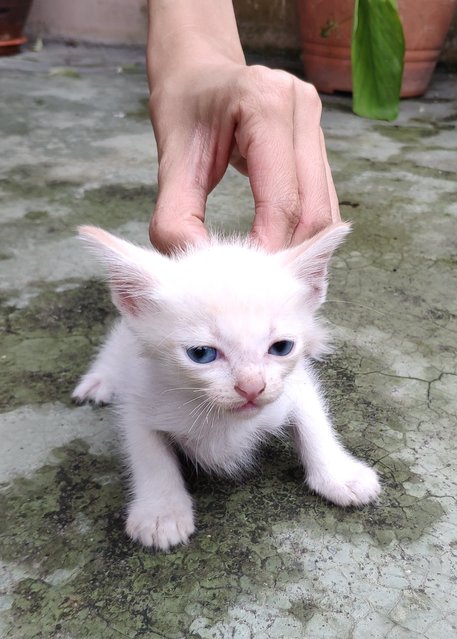 Creamy Ah Girl - Domestic Medium Hair Cat