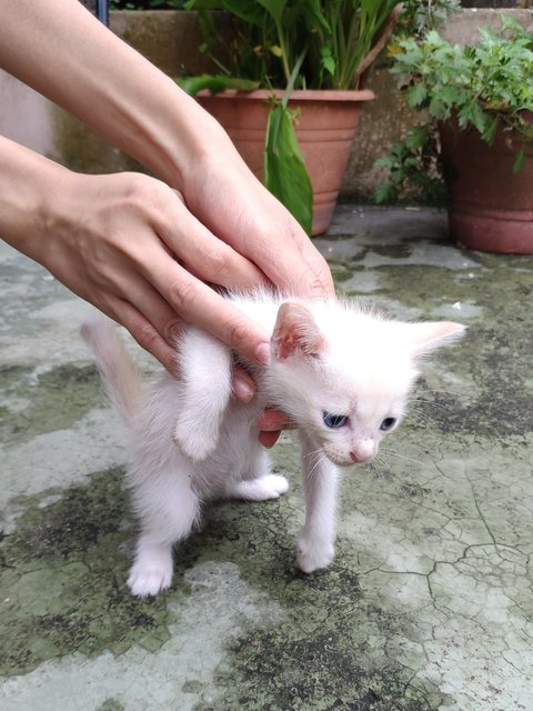 Creamy Ah Boy - Domestic Medium Hair Cat