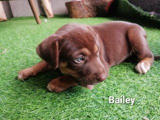 Axel And Bailey - Mixed Breed Dog