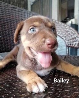 Axel And Bailey - Mixed Breed Dog