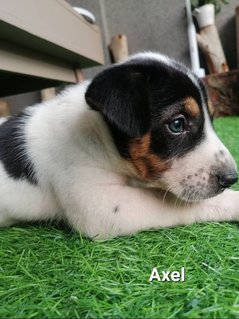 Axel And Bailey - Mixed Breed Dog