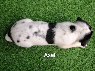 Axel And Bailey - Mixed Breed Dog