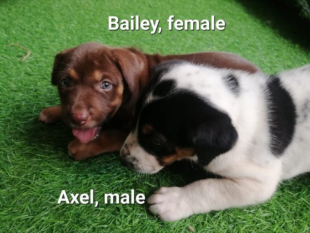 Axel And Bailey - Mixed Breed Dog