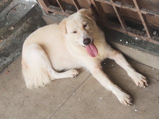 Xiaobai - Mixed Breed Dog