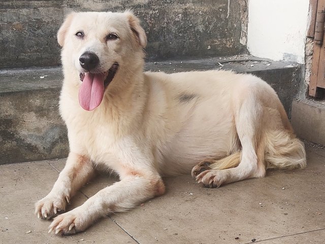 Xiaobai - Mixed Breed Dog